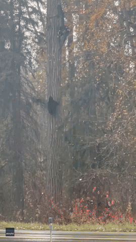 Bears Climb Tree at Montana Property