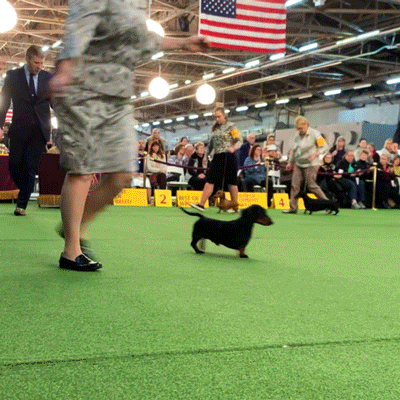 Dog GIF by Westminster Kennel Club