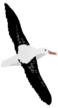 Albatross Nz Birds Sticker by Melissa Boardman
