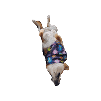 Pokemon Sleeping Sticker by Geekster Pets