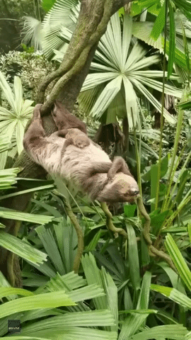Sloth Strikes Pose as Pup Sleeps on Its Belly