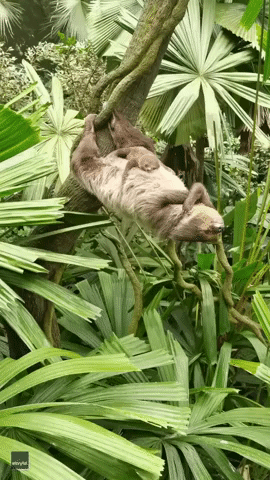 Sloth Strikes Pose as Pup Sleeps on Its Belly