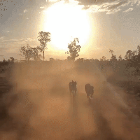 Dogs Kick Up Dust Storm in Drought-Affected Farm in Queensland