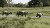viceland GIF by Dead Set on Life