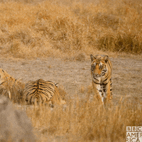 bbc earth wow GIF by BBC America