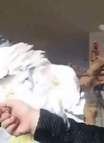 Harley the Headbanging Cockatoo
