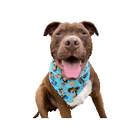 Happy Dog Tot Sticker by Geekster Pets