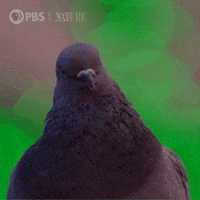 Explore New York City GIF by Nature on PBS