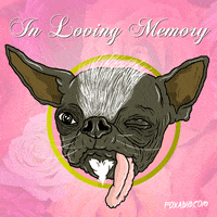 Animation Domination Dog GIF by gifnews