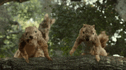 KeepAmericaBeautiful  GIF