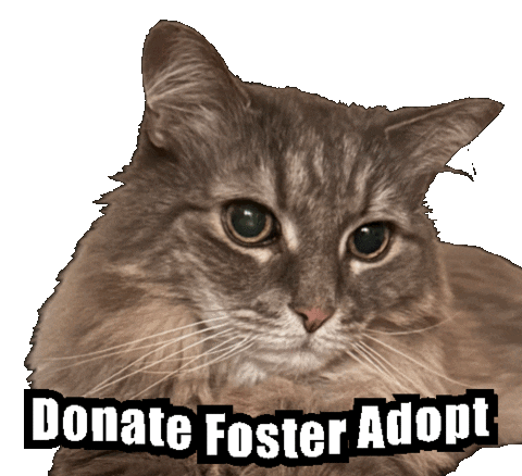 Kitty Adopt Sticker by Cat Therapy & Rescue Society