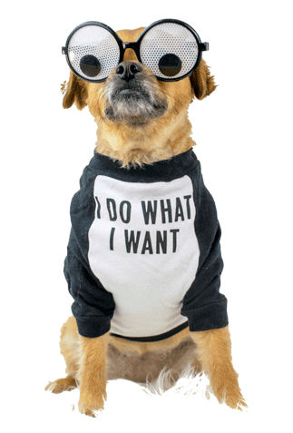 smooshy_mooshy dog animal dogs attitude Sticker