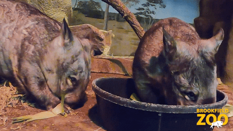 Friends Snack GIF by Brookfield Zoo