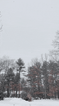SAANH  GIF