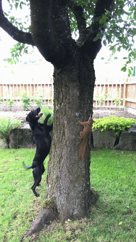 dog play GIF