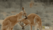 kangaroo dundee australia GIF by Nat Geo Wild 