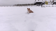 doggie winter wonderland pupparazzi GIF by Nat Geo Wild