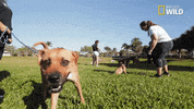 Dog Pups GIF by Nat Geo Wild