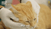 National Geographic Vet GIF by Nat Geo Wild