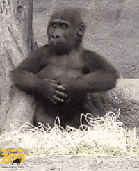 BrookfieldZoo reaction omg shocked drama GIF