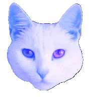 White Cat Sticker by Smitten Kitten