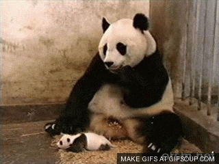 baby panda eating GIF