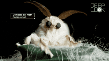 GIF by KQEDScience