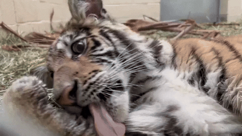 Tiger Naming GIF by Storyful
