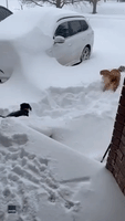Determined Dachshund Swims Through Snow in Ontario Driveway