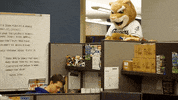 baseball surprise GIF by Kane County Cougars