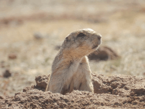 carlosmanuelvaldezcoronel giphygifmaker squirrel sonora ardilla GIF