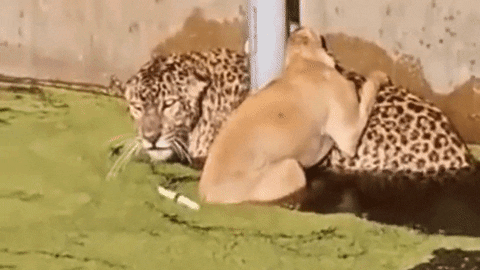 cuteanimalland giphyupload GIF
