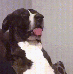 Video gif. A black and white pitbull terrier leans back with its tongue hanging out then tilts its head down to the side with a perplexed look. Text, What?