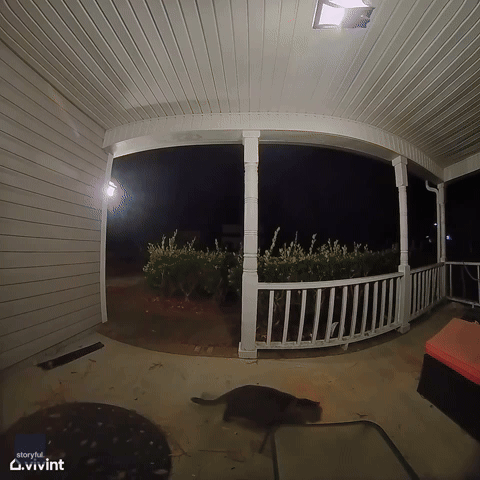 Clever Cat Rings Doorbell to Be Let Inside