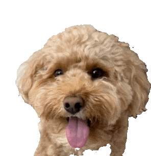 Golden Doodle Puppy Sticker by All Day Social
