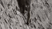 forces of nature GIF by PBS