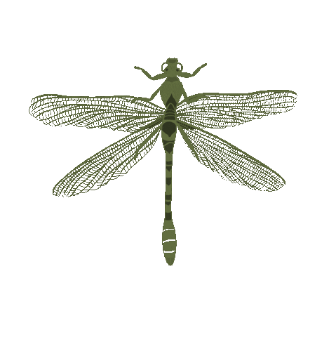 Illustration Dragonfly Sticker