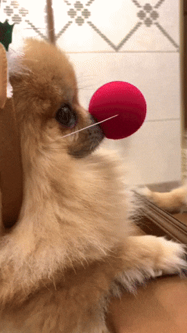Party Dog GIF