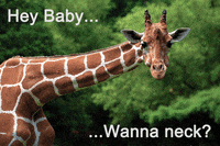 Giraffe Erotica GIF