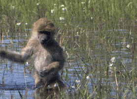monkey GIF
