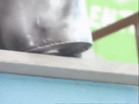 the mystery files of shelby woo nicksplat GIF