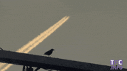 beauty bird GIF by Toulouse Football Club