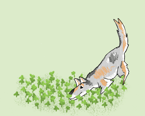 Dog Clover GIF by ToonTownClown