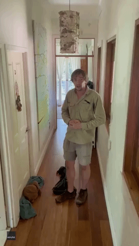 Queensland Snake Catcher Removes Tree Snake From Kid's Bedroom
