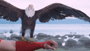 Anubhav Ollywood GIF