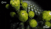 Blooming Time Lapse GIF by PBS