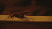 music video lizard GIF by Radical Face