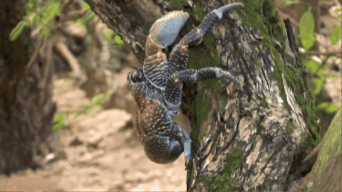 CreatureFeatures giphygifmaker GIF