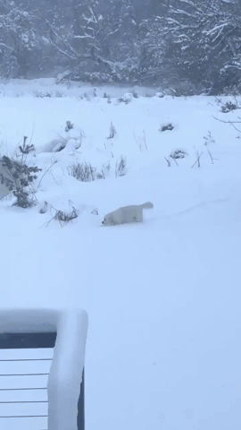 Dog Carefully Steps Through Snow as Storm Slams Des Moines Area