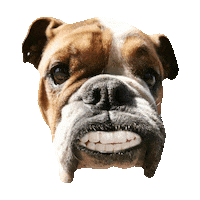 dog STICKER by imoji